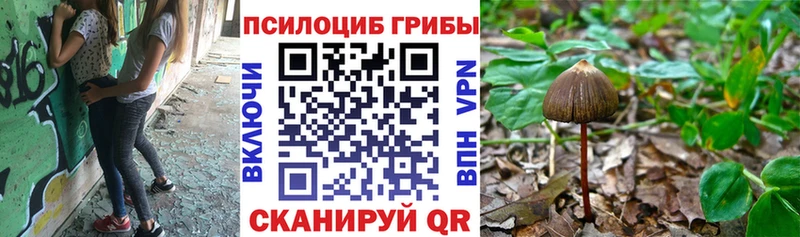 продажа наркотиков  МЕГА ссылки  Псилоцибиновые грибы Psilocybe  Светлоград 